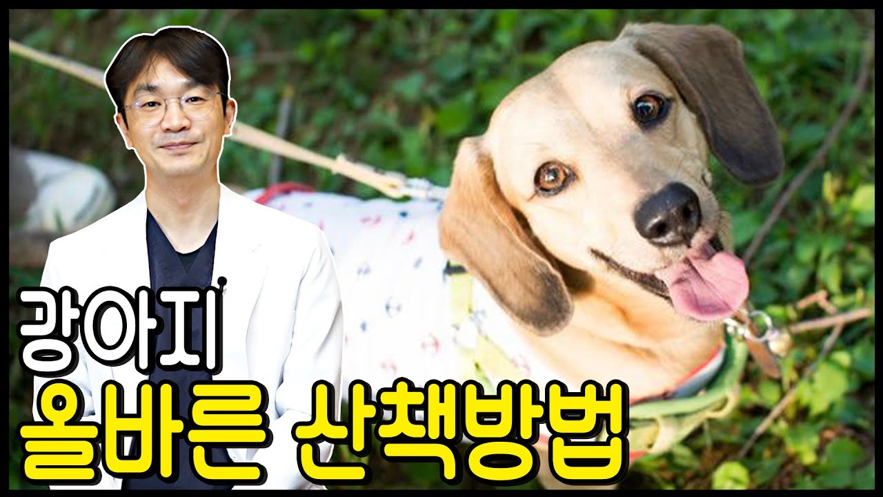 강아지 올바른 산책요령. 겁이 많은 강아지 산책요령. 안전한 강아지 산책방법.