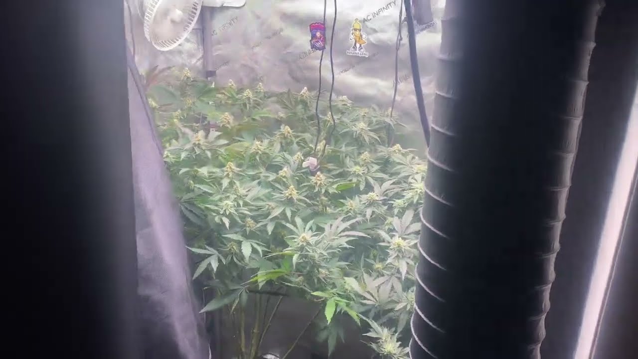 Unicorn Glue Dirty Bird Genetics and Falcon 9 exotic genetix - Week 4 Flower