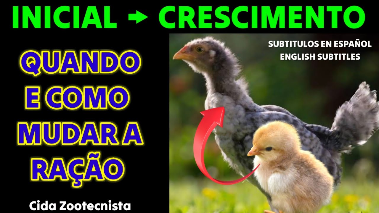 QUANDO E COMO MUDAR A RAÇÃO DOS PINTINHOS