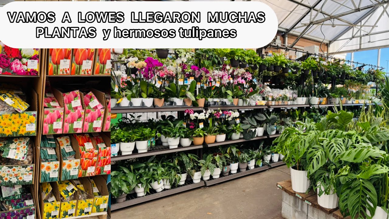 VAMOS A LOWES llegaron muchas plantas y hermosos   Tulipanes