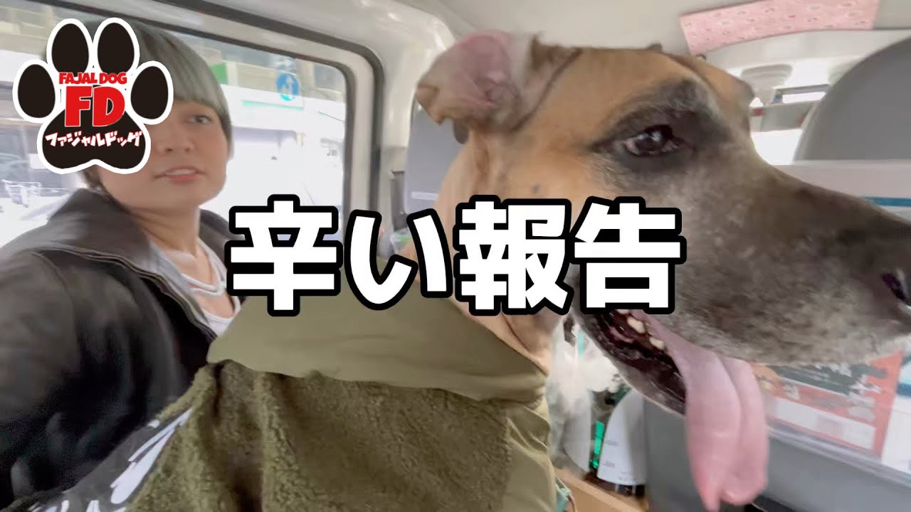 【超大型犬】全身麻酔を終えて…絶望の真っ只中です。