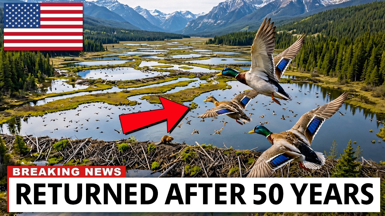 Montana Restored 12,000 Acres Of Dead Wetlands &mdash; Then Beavers Changed Everything