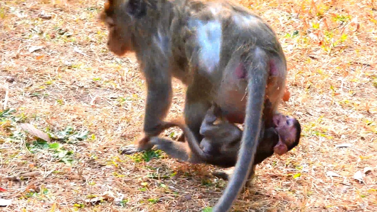Monkey Ada weans baby, friend comes to stop
