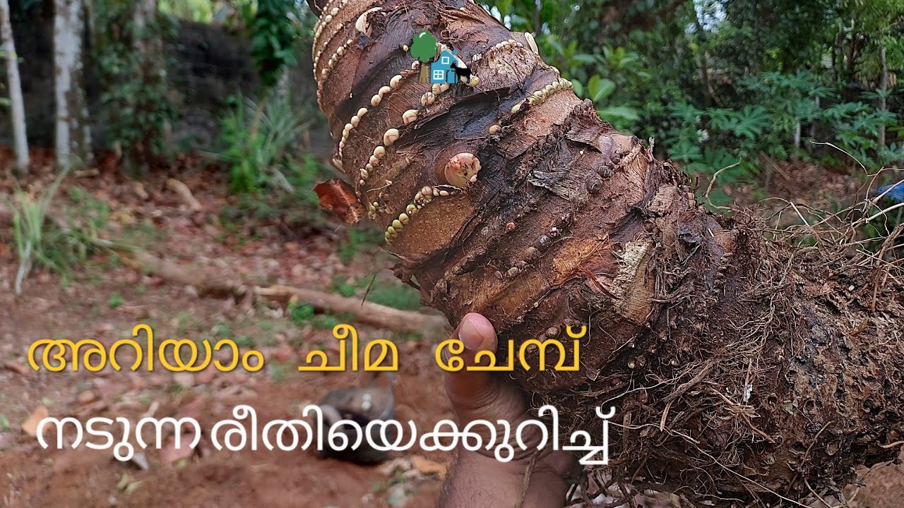 ചേമ്പ് നടീൽ ശരിയായ രീതിയിൽ | Glory Farm House