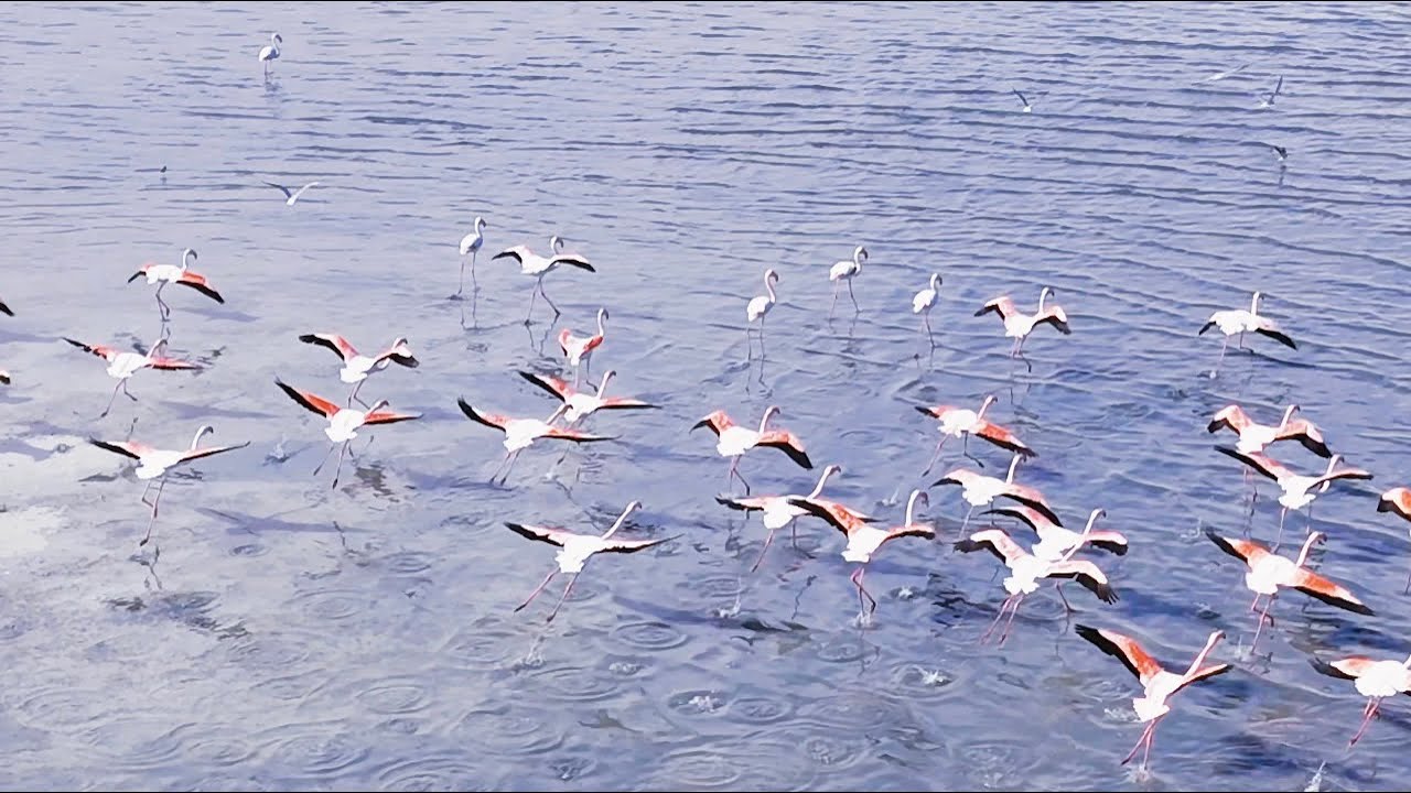 Kuwait Flamingos 2026 🦩🦩🦩