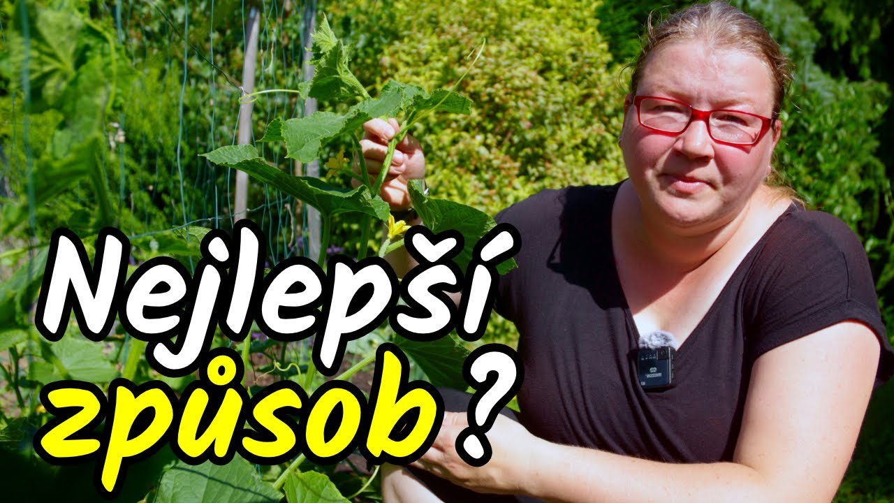 👨‍🌾Nejlepší způsob PĚSTOVÁNÍ OKUREK? 🥒🥒🥒Jak přinutit okurky plodit více?
