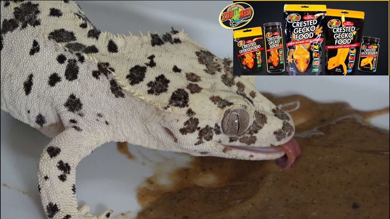 Product Review- ZooMed Crested Gecko Food