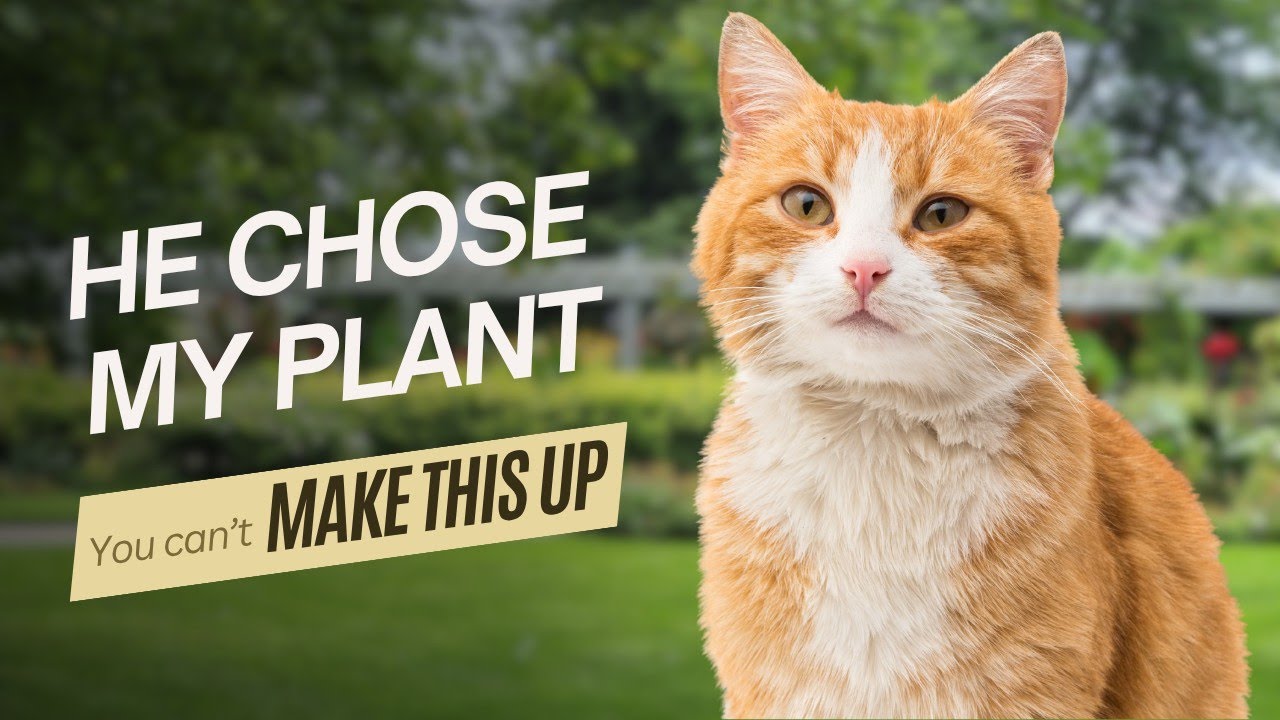 EN:Did This Cat Just Choose My Plant?@FairyPatch