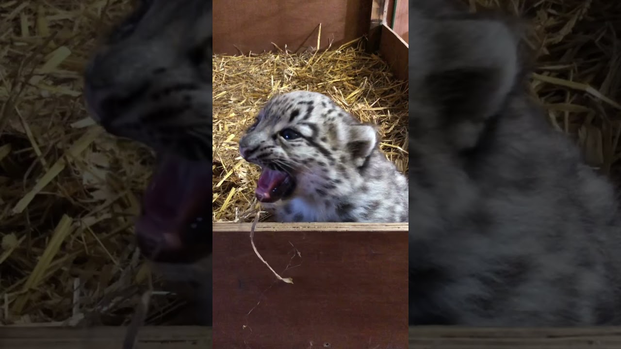 Snow leopard cub finds his voice! 😍🔈 #shorts #snowleopard #cub