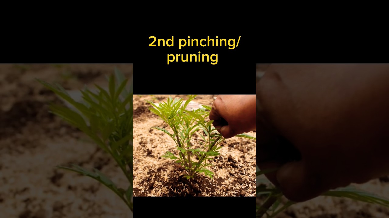 🌼Marigold Plant Care Tips to Get Bushy Shape and More Flowers #marigold #plantcare #marigoldplant