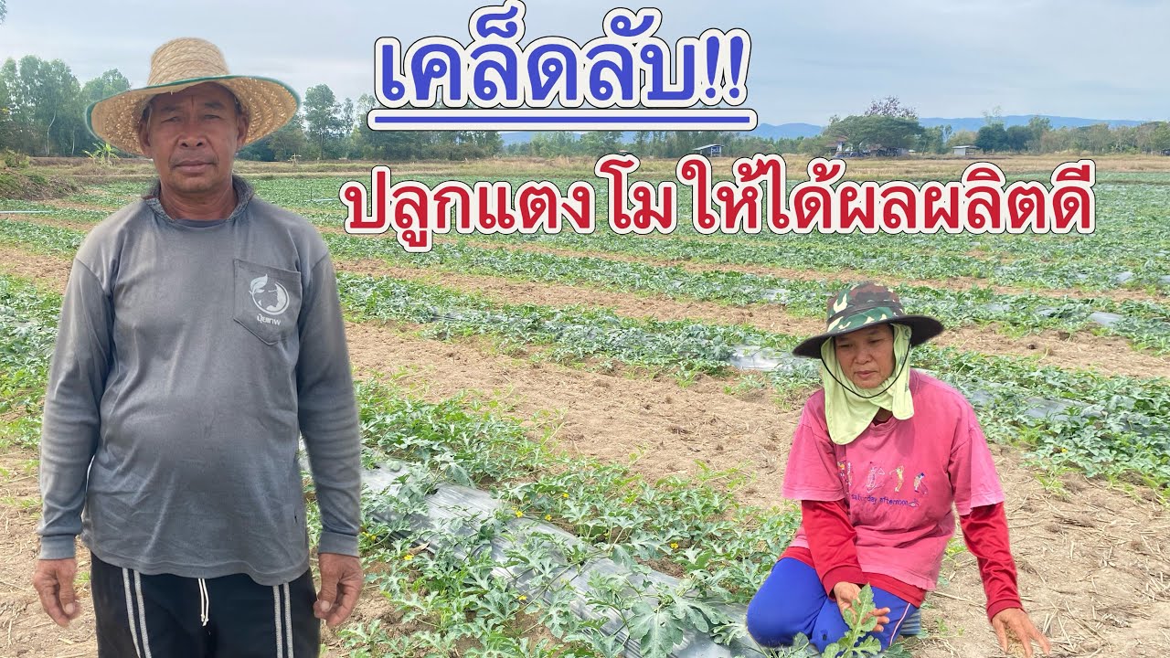 เคล็ดลับ‼️ปลูกแตงโม 1 ไร่ ให้ได้ผลผลิตเยอะ ลูกใหญ่ น้ำหนักดีจากผู้เชี่ยวชาญด้านปลูกแตงโม062-5754891