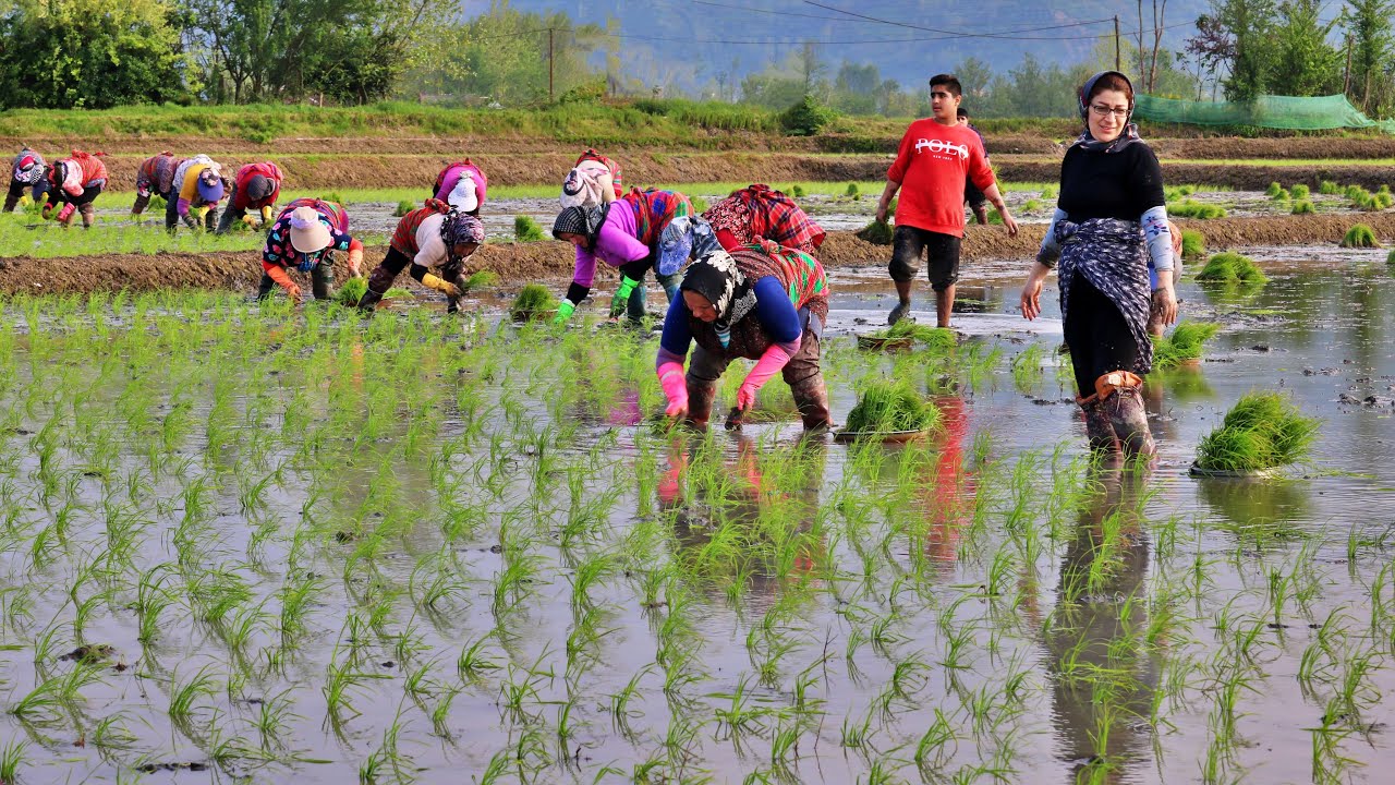 Unique Rice Planting By Hands Of Iranian Women In Rice Field