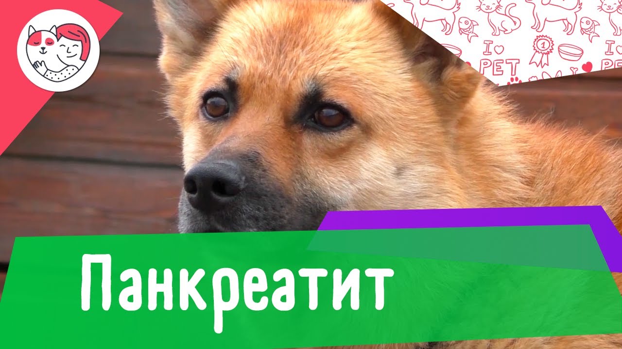 5 популярных вопросов о панкреатите у собак