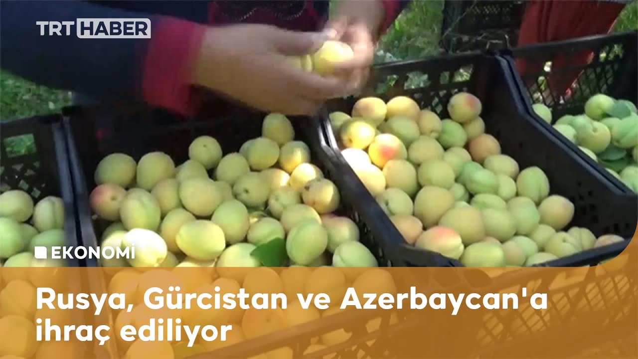 Iğdır kayısısı ekonomiye yılda 240 milyon katkı sağlıyor