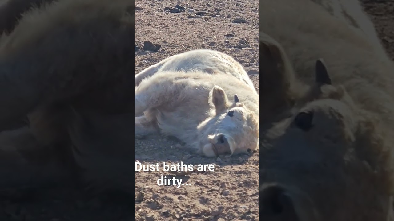 Sakari having a dust bath...  #WhiteBisonWhisperer #whitebison #bison #babyanimals #babybison