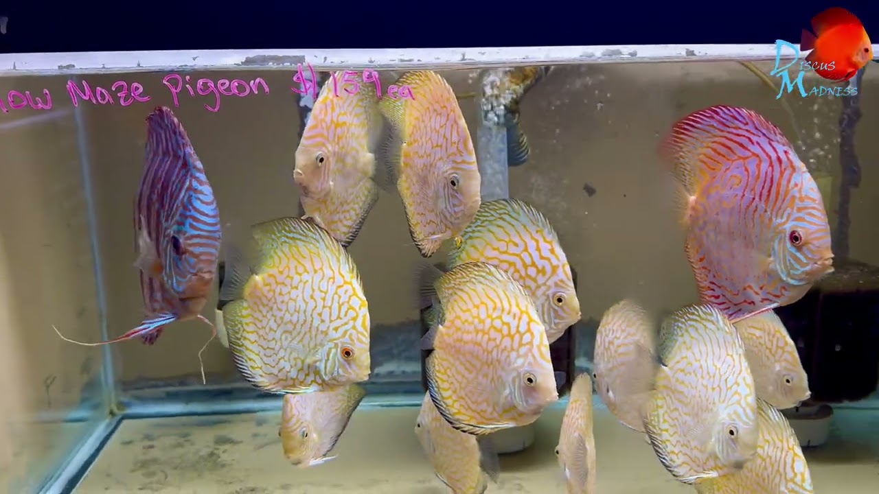 Discus appreciation post 🐟✨