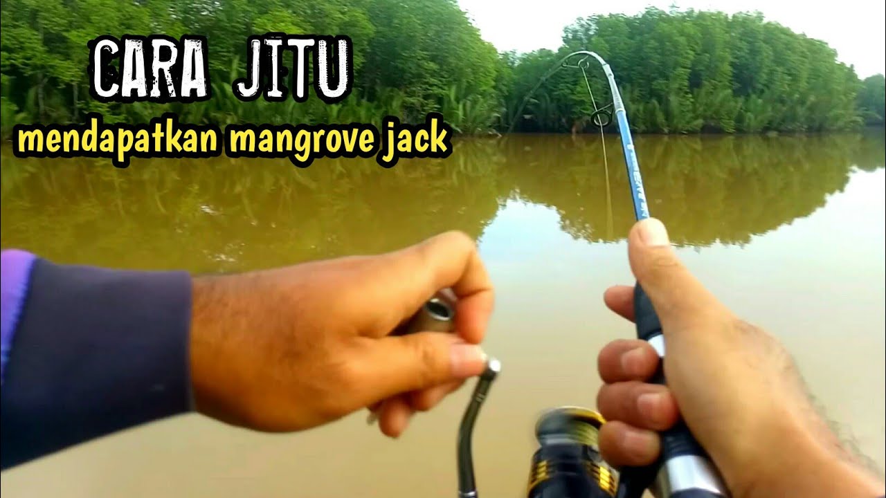 CARA MEMANCING MANGROVE JACK DI MUARA
