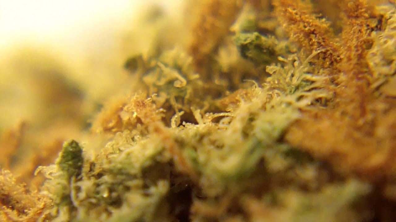 Ep 342 Aiea Hd 1080p Strain Review Delta 9 Labs Seeds Medical Weed Bud Marijuana Crystals