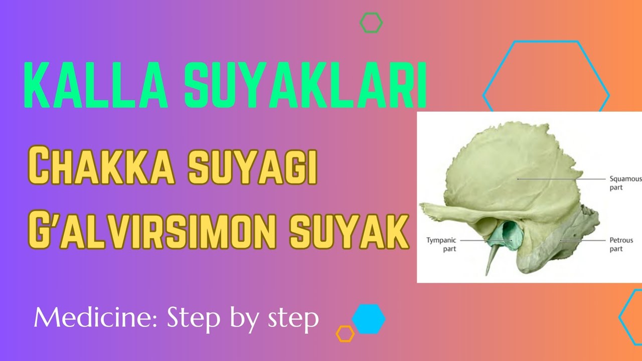Chakka suyagi, Os temporale | G'alvirsimon suyak, os ethmoidale