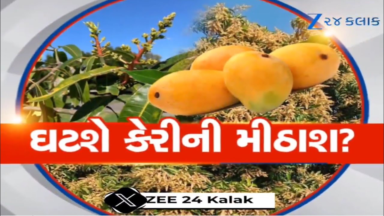 ફળોનો રાજા કેરી... પણ કેરી માથે છે સંકટ! આમ્રમંજરી પડી કાળી, ખરવાનું પ્રમાણ વધ્યું, ખેડૂતો ચિંતામાં