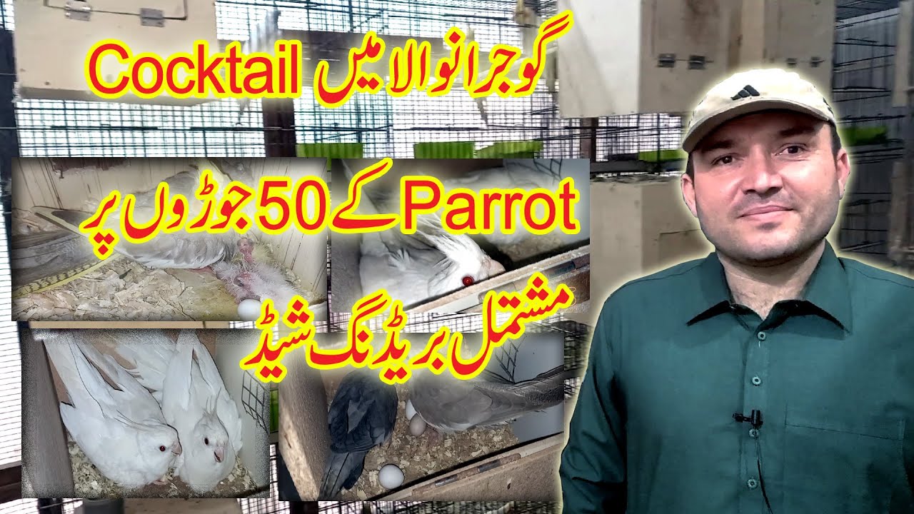 Visit Eno Cocktail 50 Pairs Breeding Shed|Hassan Butt Cocktail Parrot setup in Gujranwala|