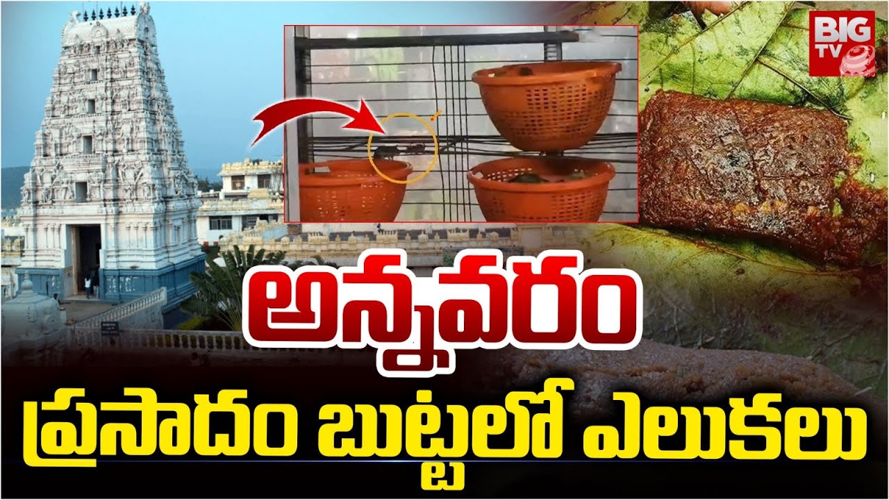 అన్నవరం ప్రసాదం బుట్టలో ఎలుకలు | Annavaram Prasadam | Annavaram Temple | BIG TV TELUGU