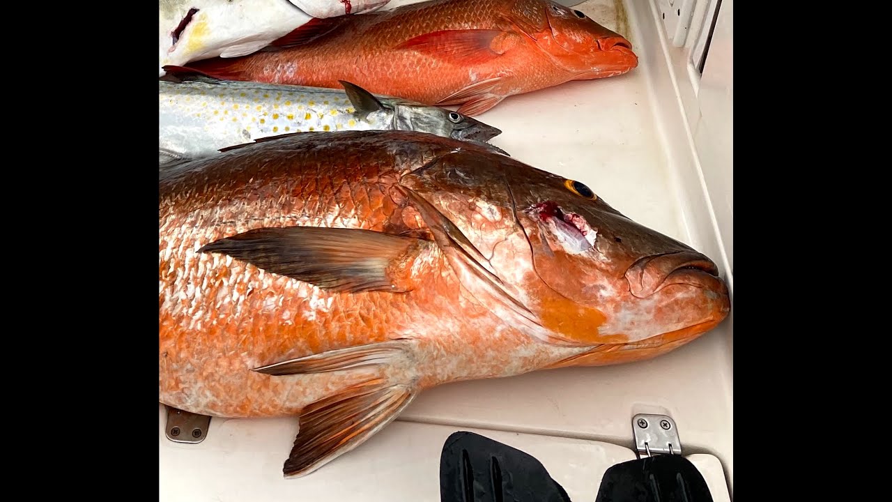 Spearfishing Panama 2021~September-Early October