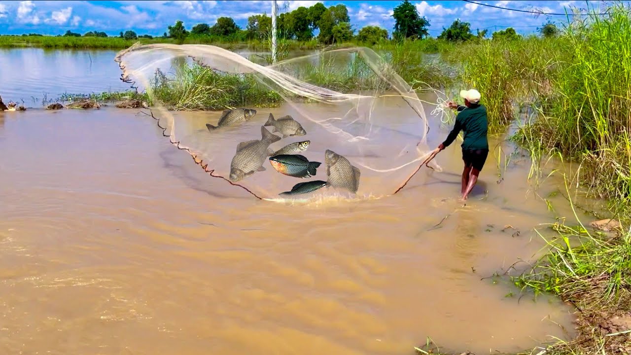 Free Life!!! Cast Net Fishing 7Kg Under A Dam At The Countryside(Episode 25)