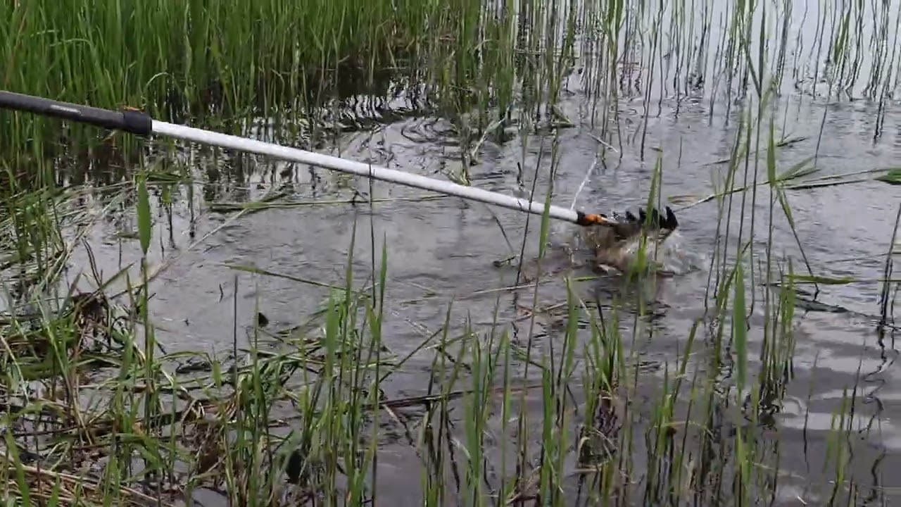 AAVA KITA V3 KAISLALEIKKURI JÄRVIRUOKOA LEIKKAAMASSA