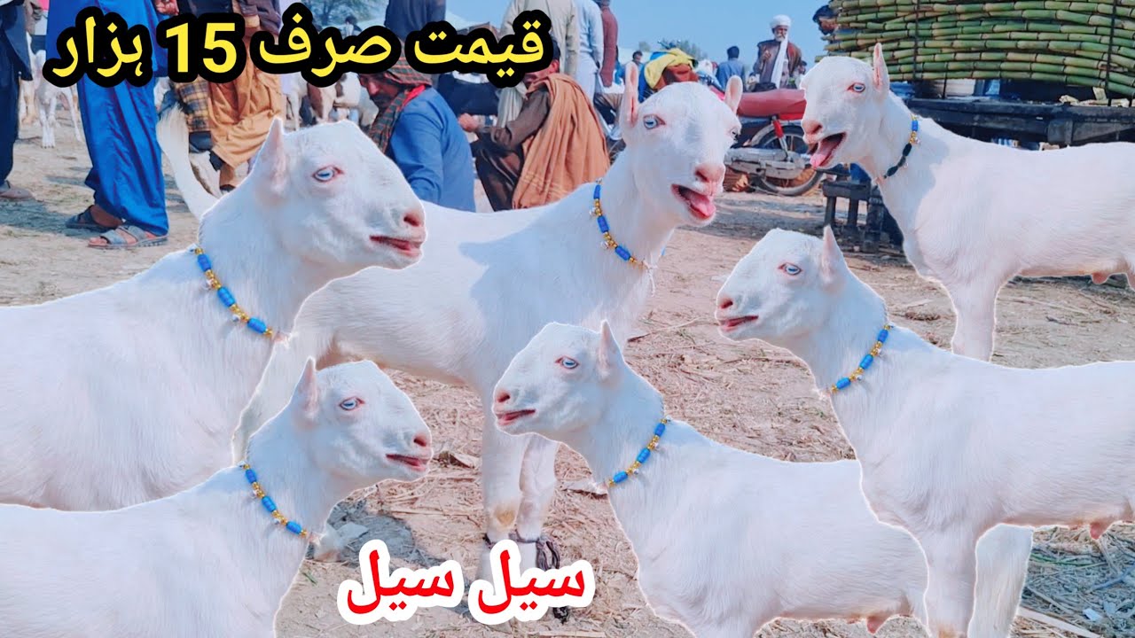 2 February 2026محمد پور بکرا منڈی قربانی 2026 کے تحفے پیور روسی بکرے کال نمبر 03127009575