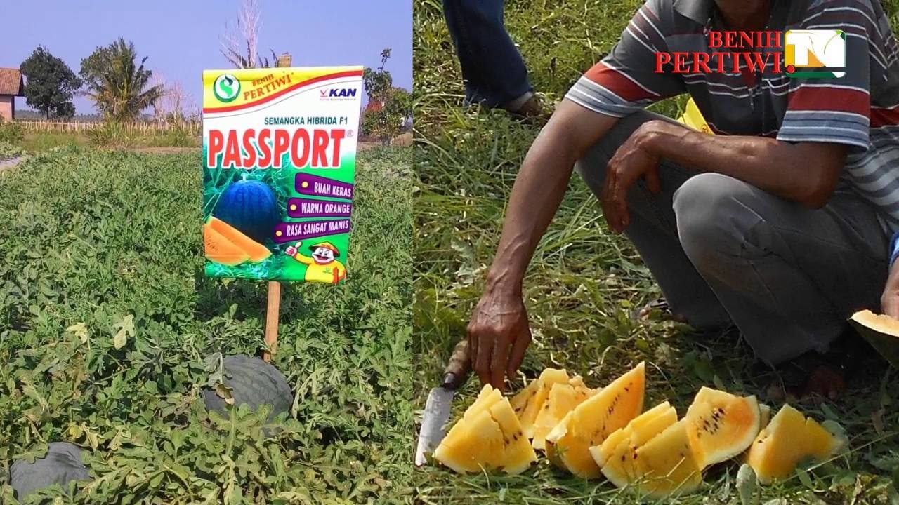 BENIH PERTIWI TV - Semangka Passport, si Kuning Madu yang Menggoda