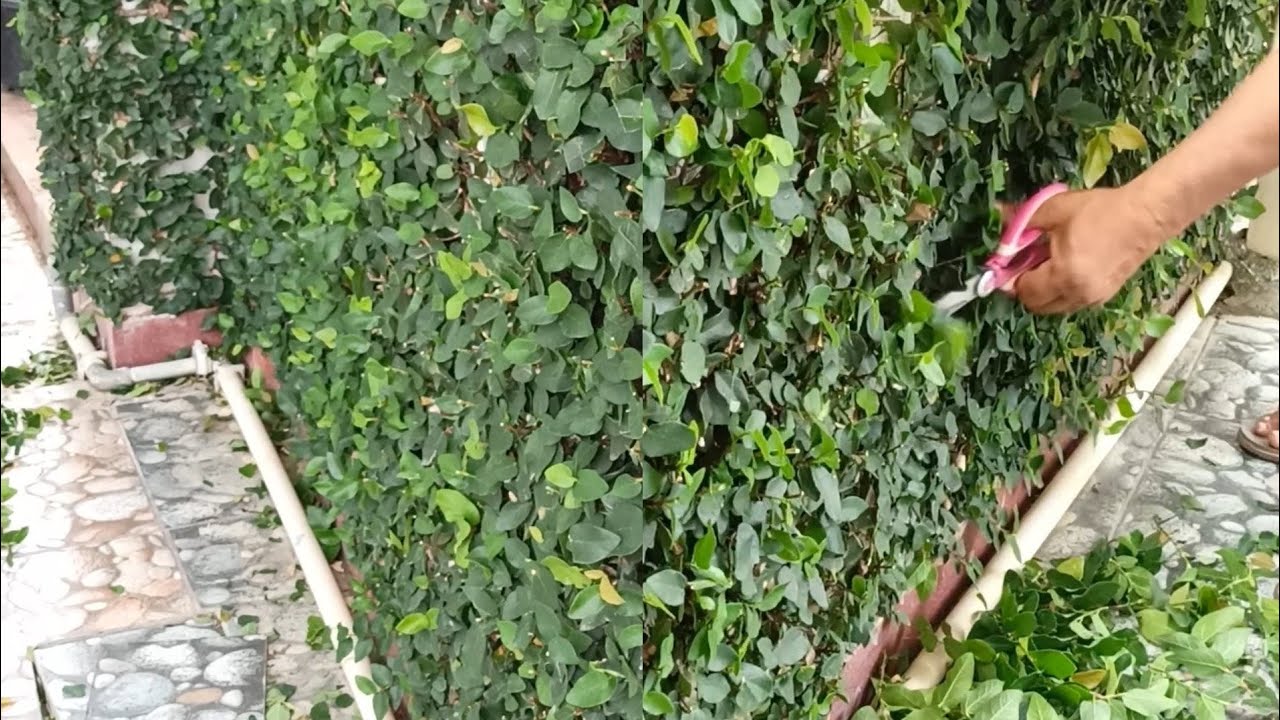 How To Grow Creeping Fig From Cutting For Beginners | Creeping Fig from Cutting