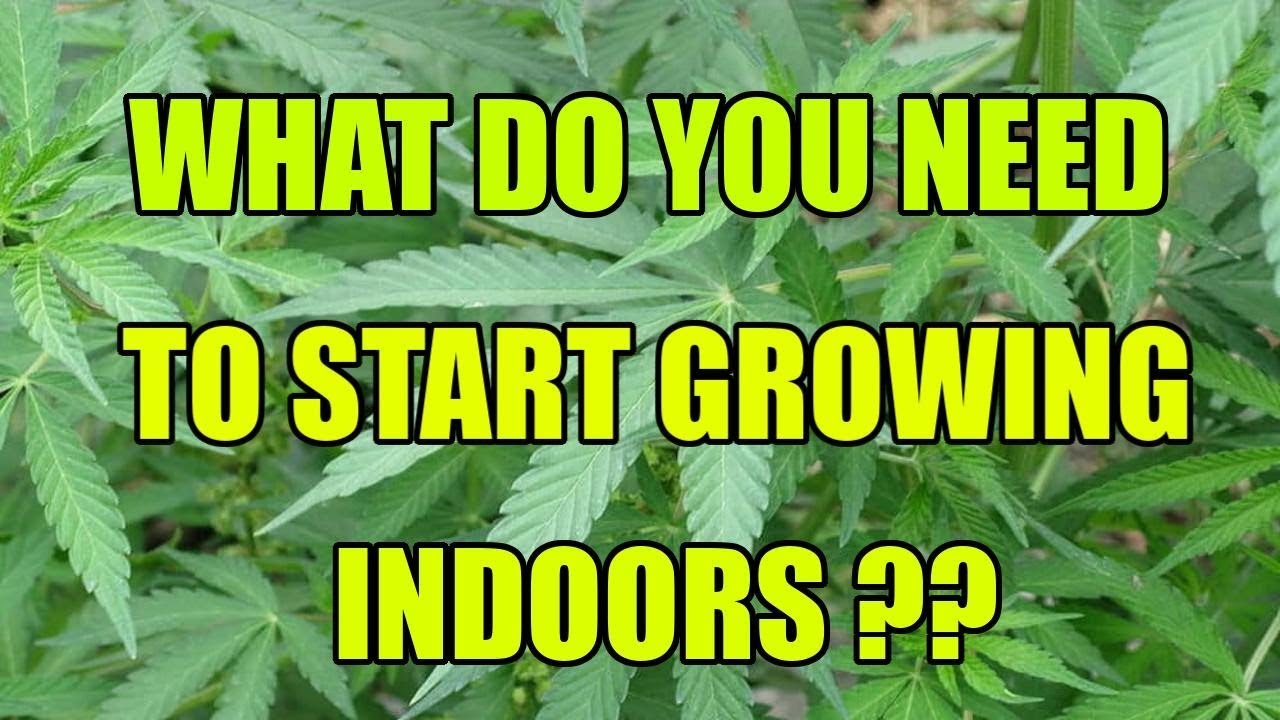 Beginners guide 🚜How to grow marijuana indoors..Grow Weed Easy...