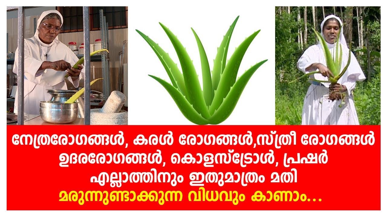 നേത്രരോഗങ്ങൾ,കരൾ രോഗങ്ങൾ,സ്ത്രീ രോഗങ്ങൾ എല്ലാത്തിനും ഇതുമാത്രം മതി /This is enough for many diseases