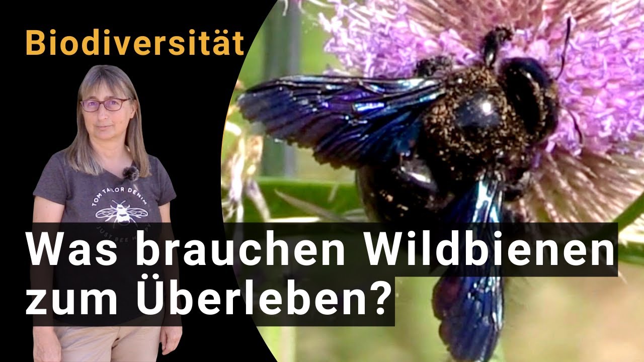Biodiversität fördern - Was benötigen Wildbienen zum Überleben?