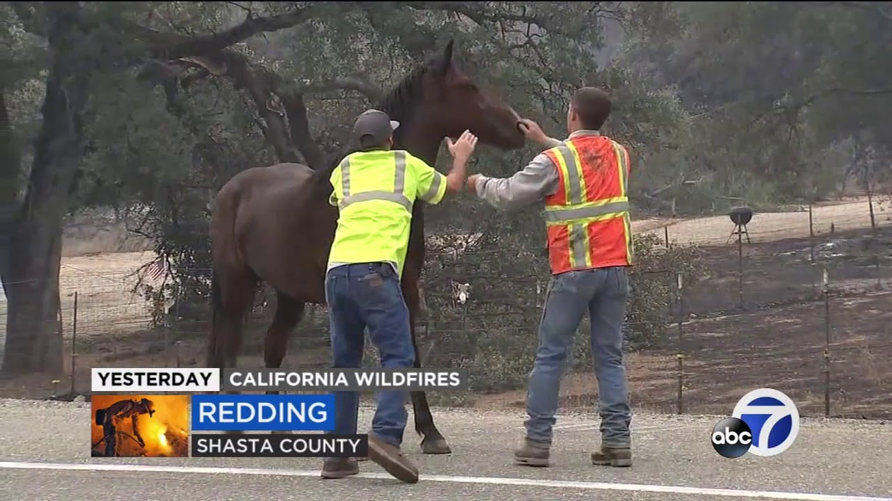 Horse reunited with owners after evading capture in Carr Fire burn area