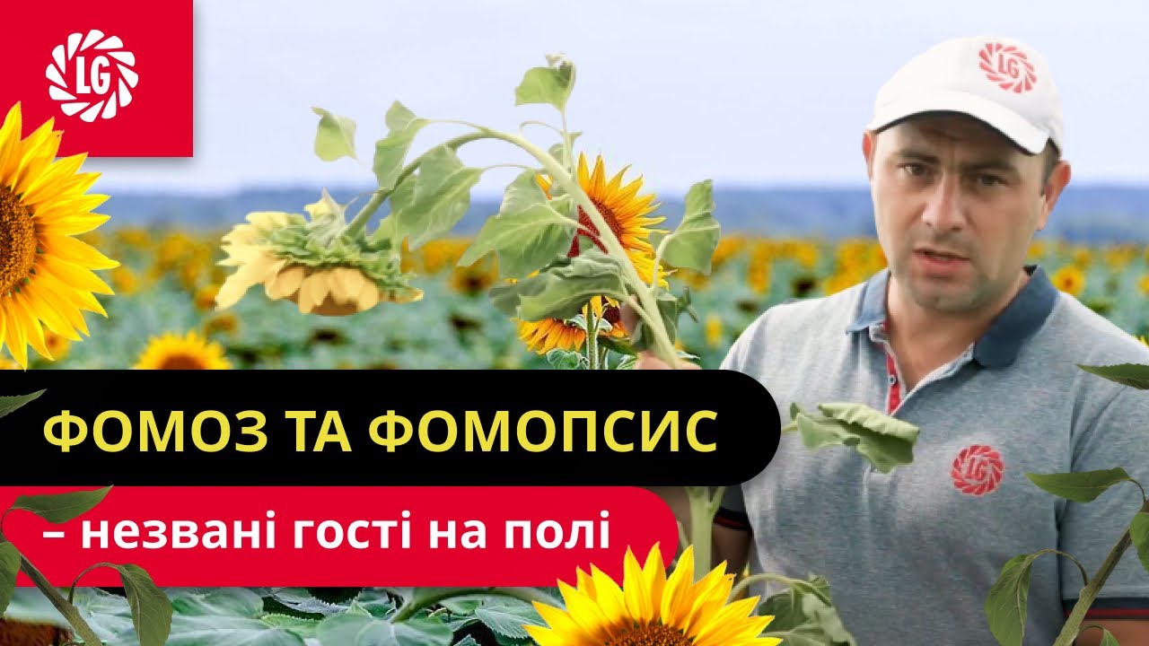 Фомоз та Фомопсис – незвані гості на полі!