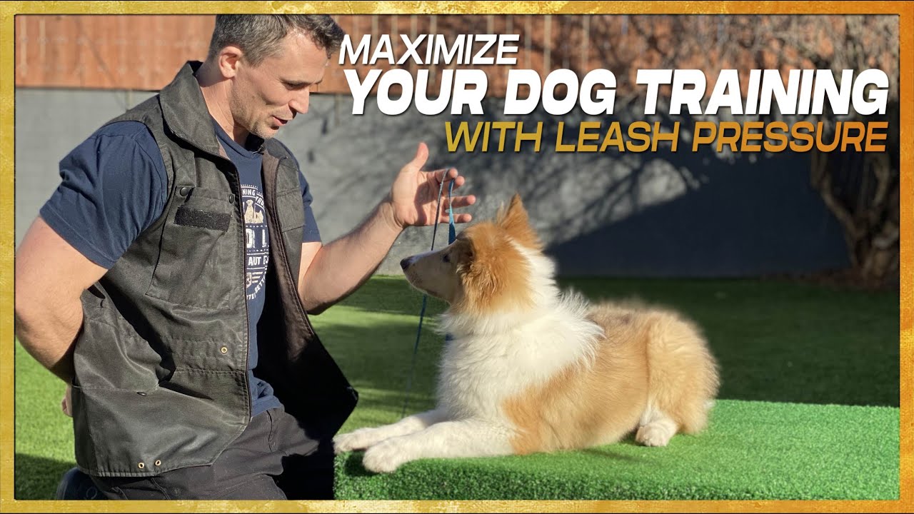 How to use a Leash to Stop 90% of Behavior Problems. Leash Pressure Training!