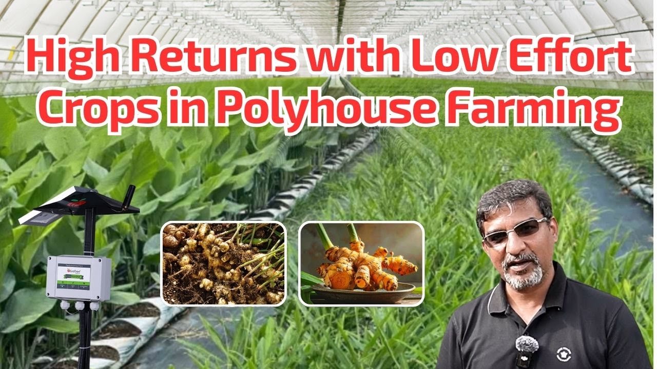 Polyhouse Farming: Simple Tips and Tricks to MAXIMIZE Your Earnings