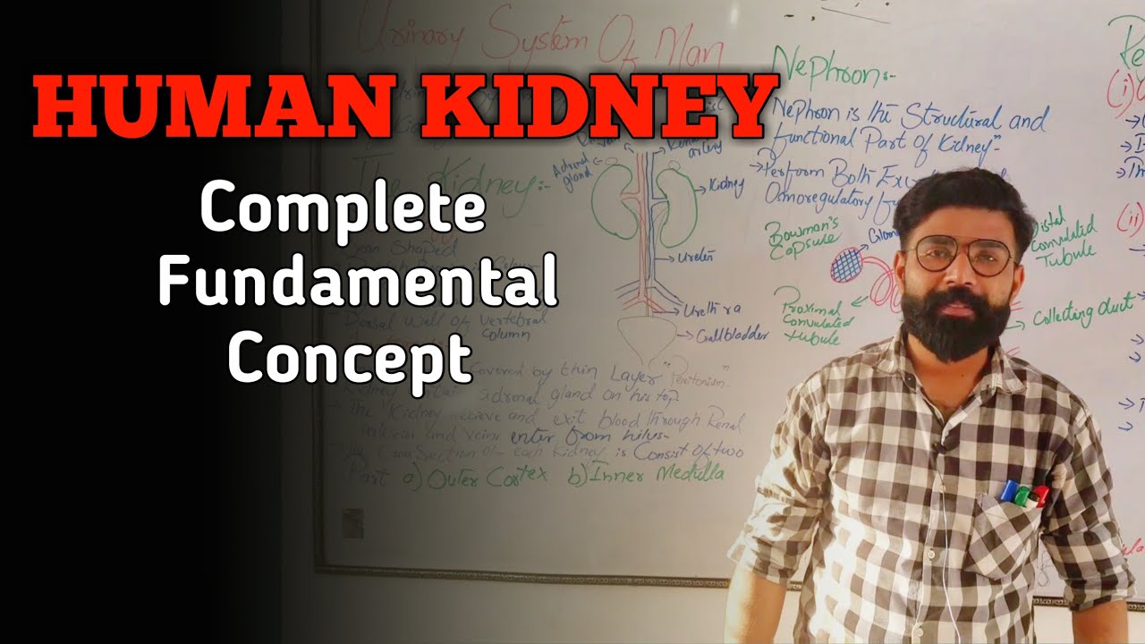 HUMAN KIDNEY || Regulatory Function || Homeostasis || Chapter-01 || XII-Zoology || Urdu-Hindi