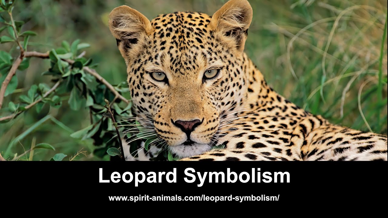 Leopard Symbolism