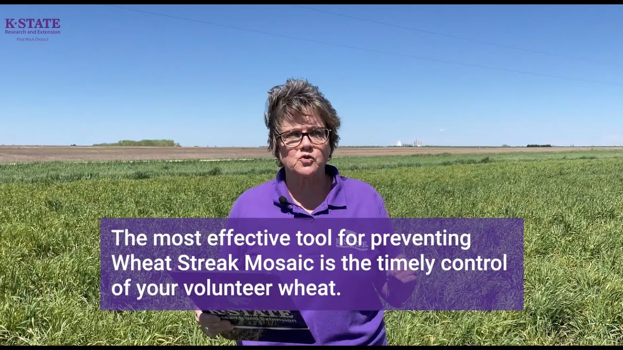 Wheat Streak Mosaic Update