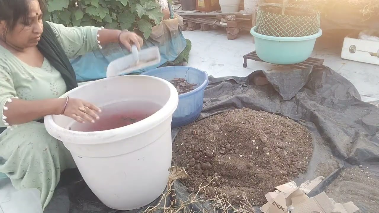 kitchen compost ready // gamla bharne ka sahi tarika