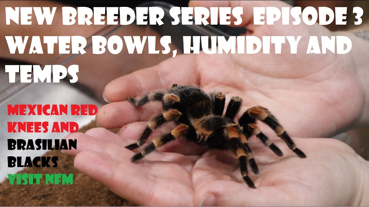 New Breeder series episode 3  - Water bowls and temps and Tarantulas