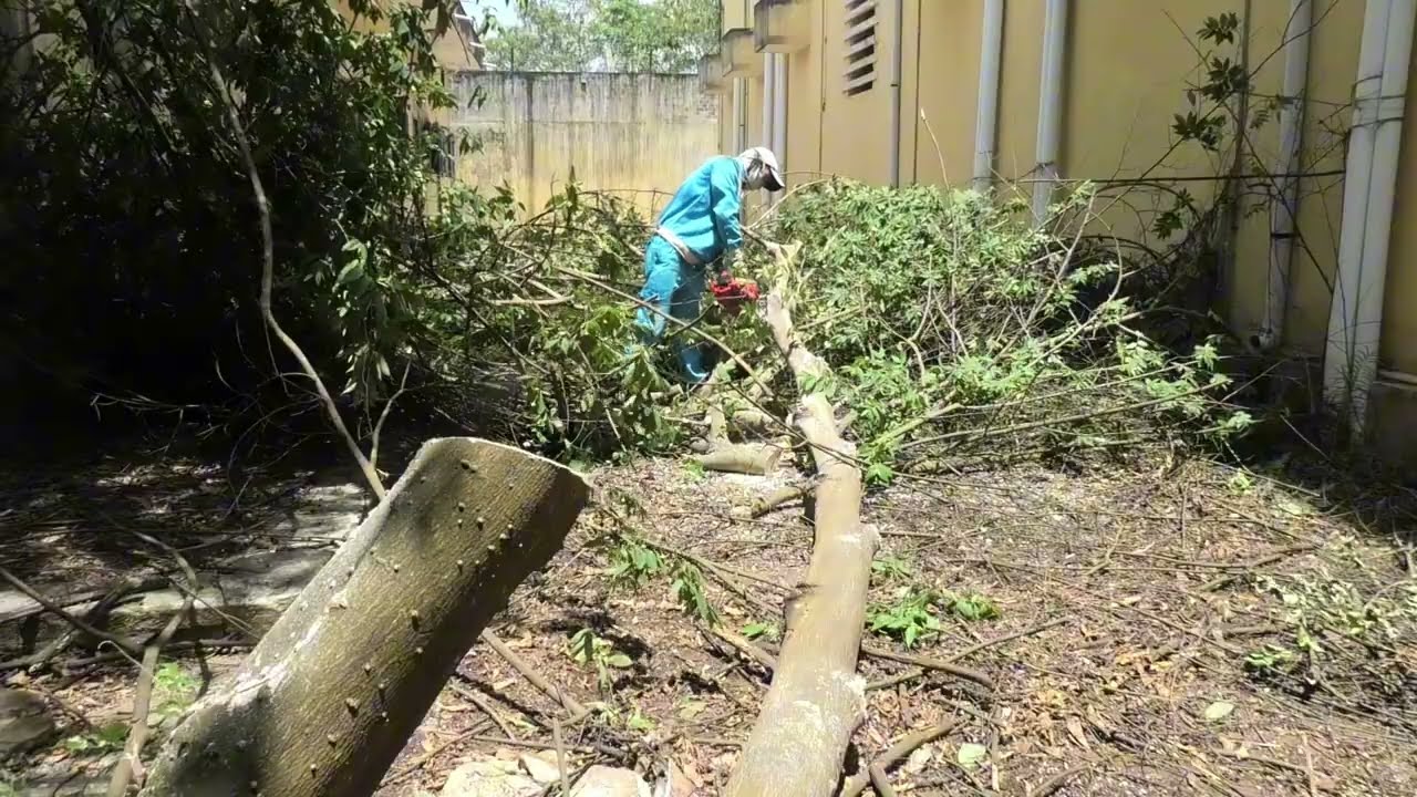 Haunted Tree Sawing Nightmare: Giant Python Guards Abandoned House Attacks Us While Cleaning