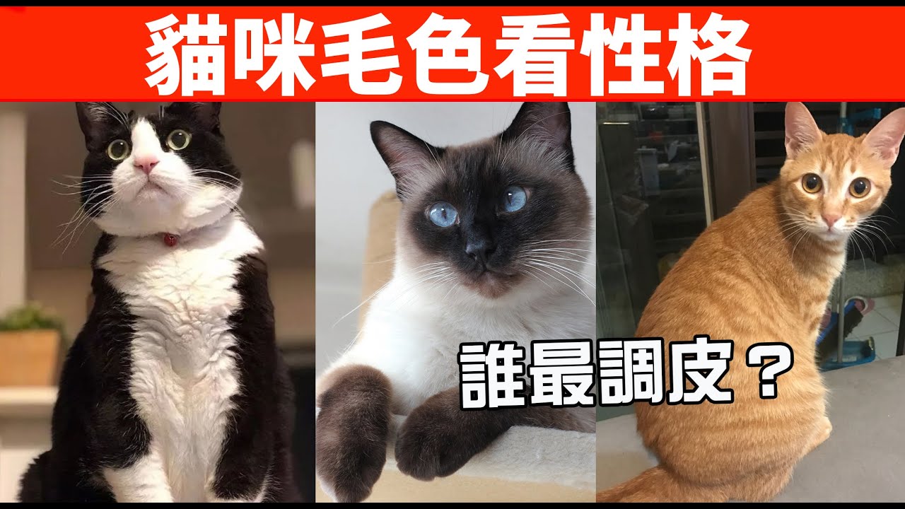 從貓咪毛色可以看性格，10種毛色的貓咪特質，快來看看準不準！【初識貓咪EP36】