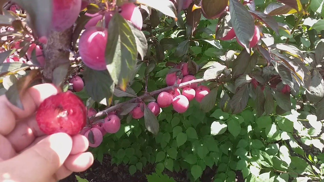 Слива сорт средний Голливуд(plum Hollywood), красномясая
