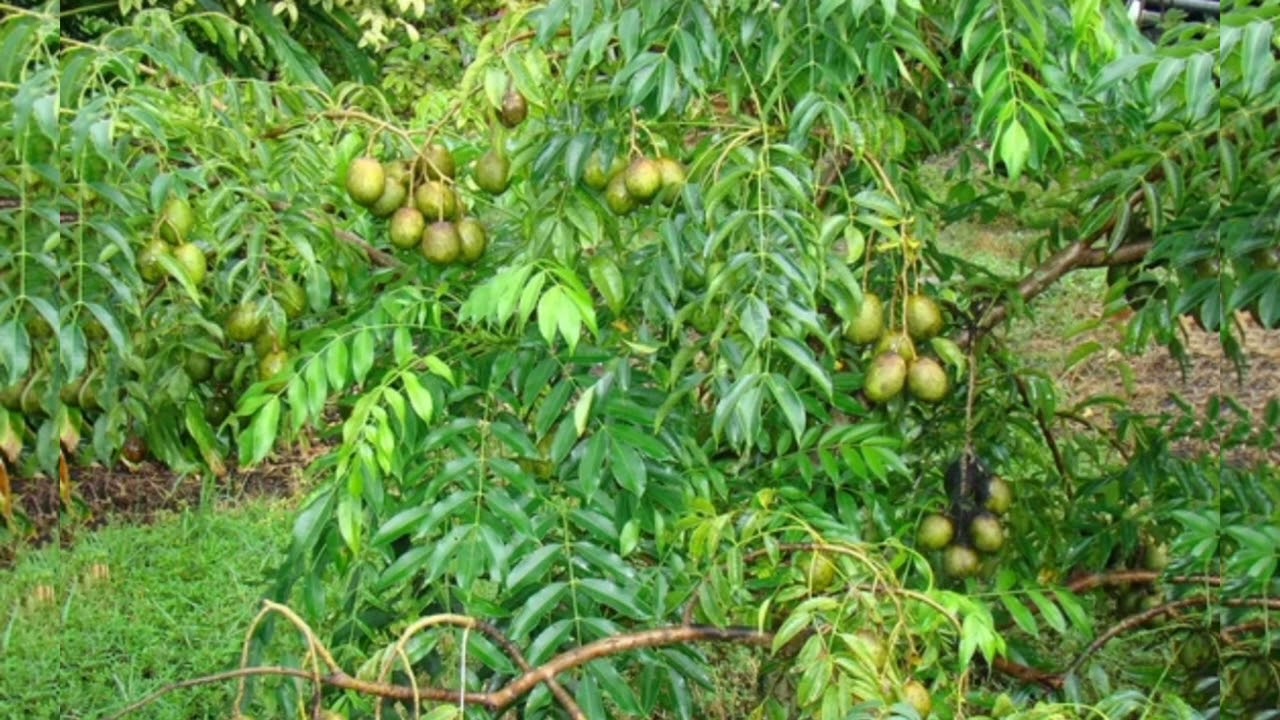 Siw gen emoraji ou byen ou gen r&egrave;g ki pavle kanpe men f&egrave;y kap kanpe l byen rapid