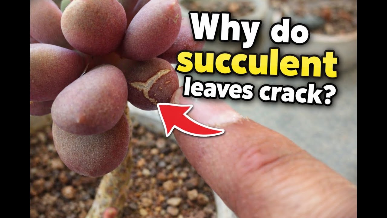 WHY DO SUCCULENT LEAVES CRACK ?