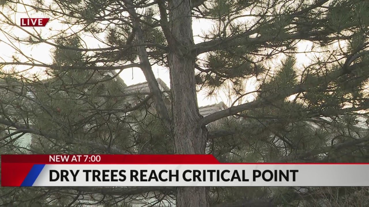 Dry trees reach critical point